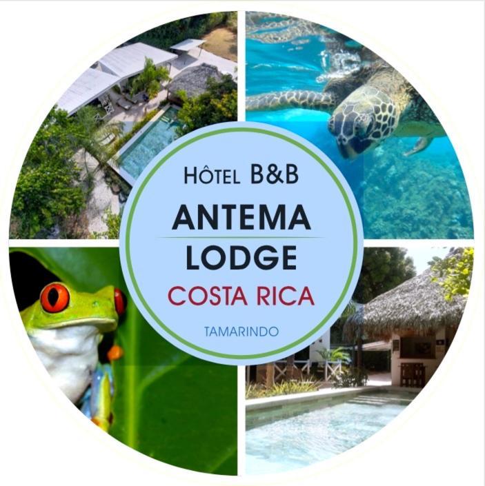 Antema Lodge Secteur Tamarindo, Piscine, Yoga, Gym, Jungle Et Paix Экстерьер фото